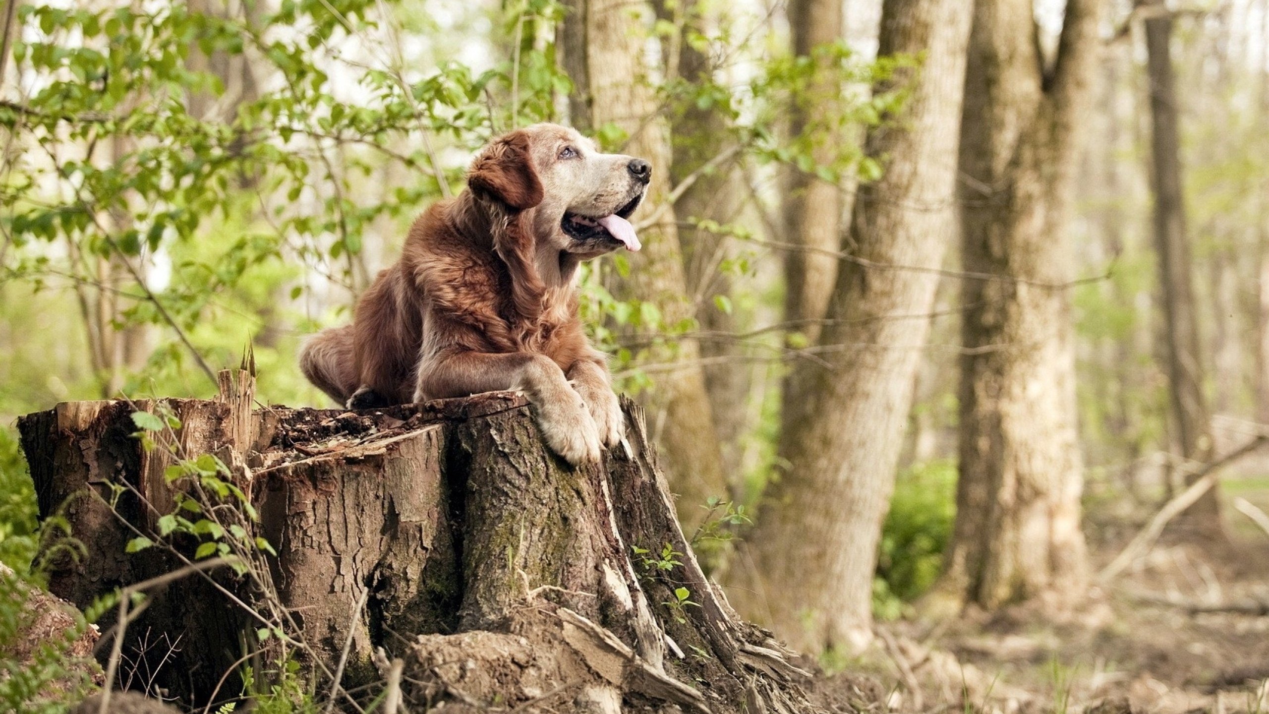 《电竞与传统文化结合：创新文化传承方式》，电竞与传统体育的区别与关系