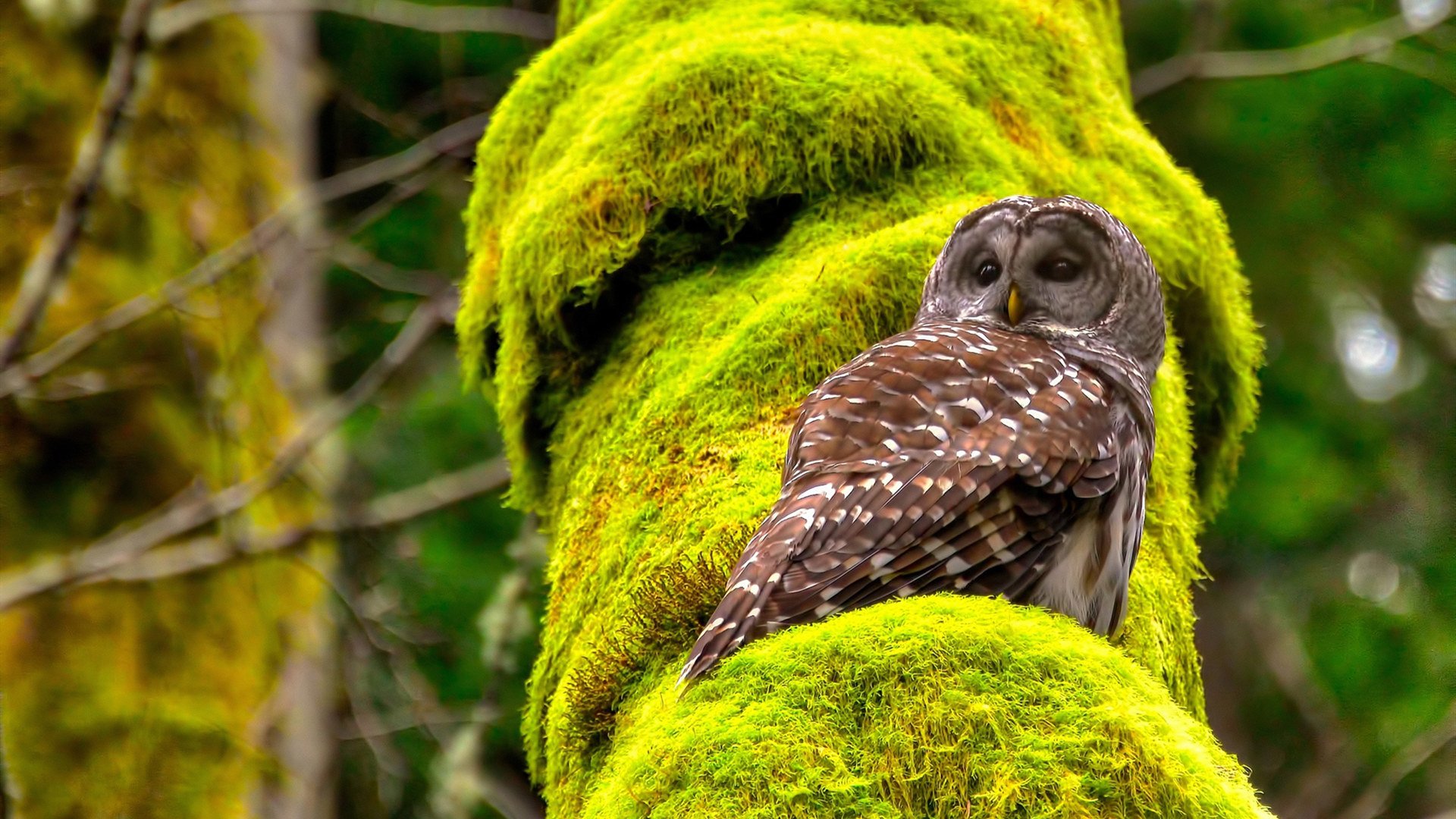 史上最“绝望”的逆转战，科比带领湖人逆天翻盘！，科比36岁湖人战绩