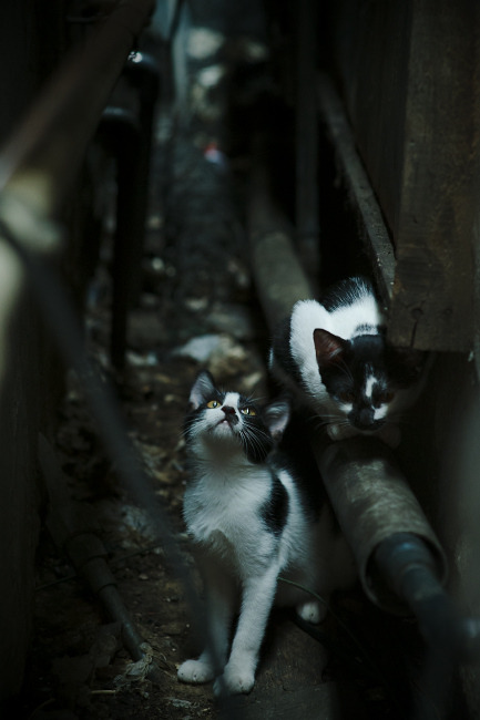 开云体育俱乐部官网-2016年季后赛第七场：库里的“远距离绝杀”点燃全场！，16年总决赛第七场库里数据