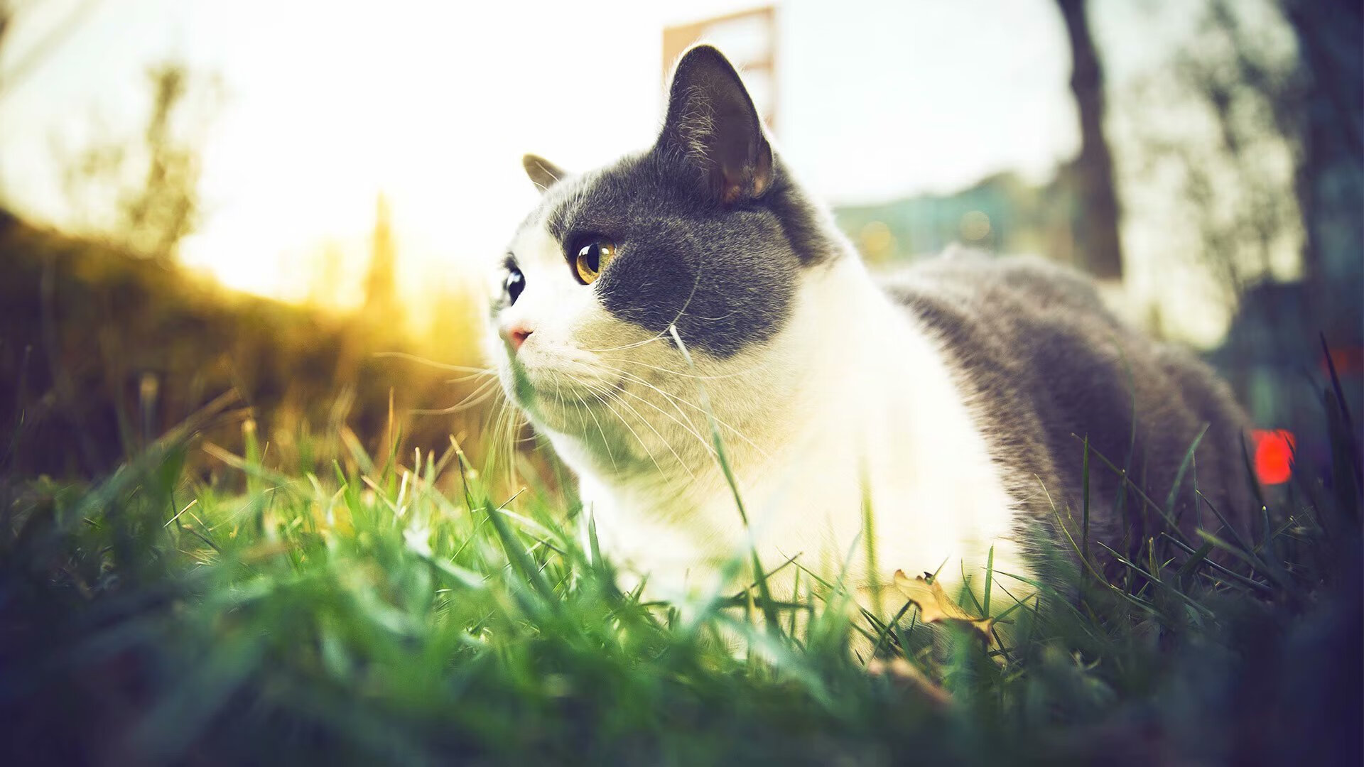 国内外专家评出年度最佳足球新人，足坛最佳新人